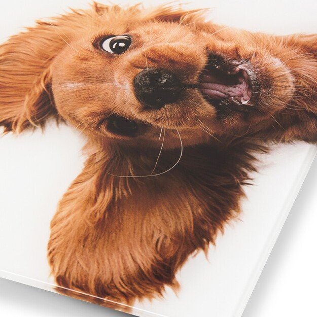 Zelmer ZBS1010 Crazy dog 8