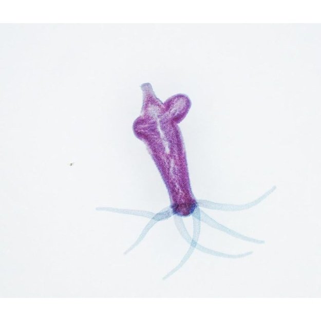 Digital microscope Delta Optical Smart 5MP Pro